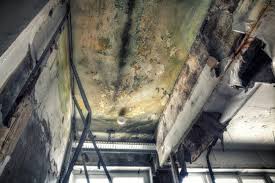 Best Black Mold Removal  in Merryville, LA